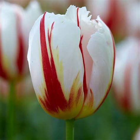 Tulip Tulipa Happy Generation