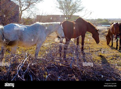 Brown And White Horses Stock Photo Alamy