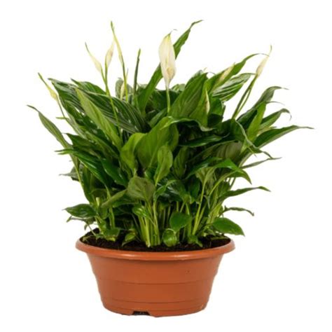 Planta cu flori Crinul Pacii Chopin H 31 45 cm Ø ghiveci 17 cm alb