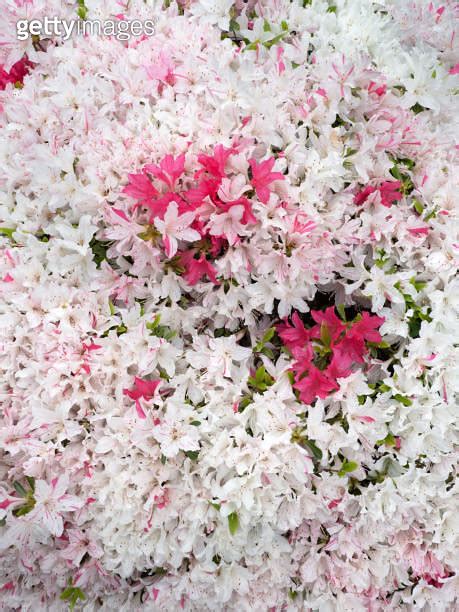 Azalea flowers in full bloom 이미지 2149604529 게티이미지뱅크