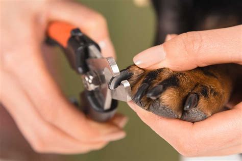 How To Treat Dog Nail Cut Too Short