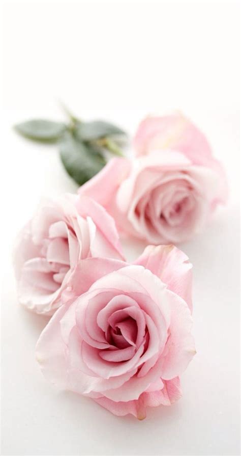 79 Wallpaper Pink Rose Picture - MyWeb