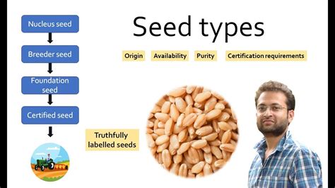 Different Types Of Seeds Classification Of Plant Seeds Nucleus