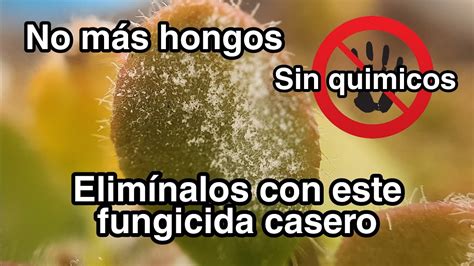 El mejor fungicida casero No creerás lo fácil y barato que es hacerlo