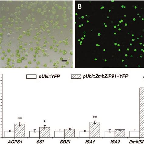 Starch content and expression levels of starch synthesis genes in ...