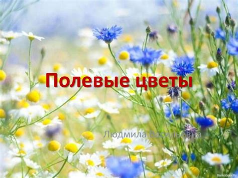 Полевые цветы - презентация онлайн