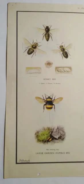 Vintage School Poster Wall Chart No 51 Stages In Life History Of Bees