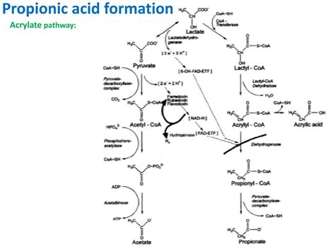 Ppt Propionic Acid Bacteria Enrichment Powerpoint Presentation Free