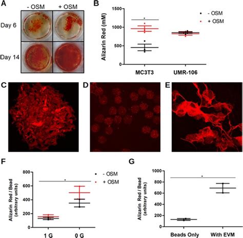 Rat Osteosarcoma Cell Line Umr 106 Cells ATCC Bioz