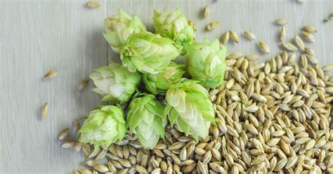 Brewers Association Advocates For Hops And Barley Research