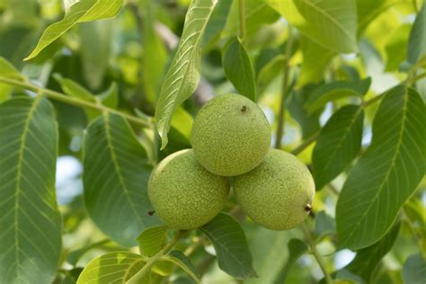 Juglans Regia Tree Hillier Trees