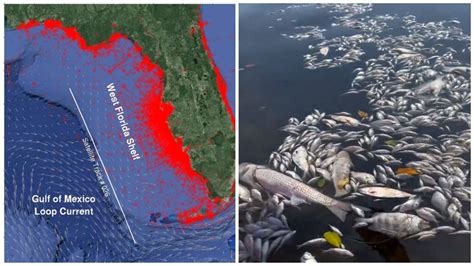 How Long Does Red Tide Last In Florida Duration Explored As Dead Fish