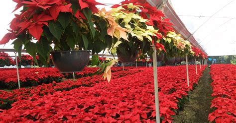 Festival Flores De Nochebuena Cuándo Y Dónde Será Datanoticias