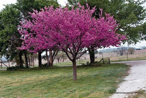 Texas Redbud is blooming – Shades of Texas Nursery & Landscaping – The Woodlands – Magnolia – Conroe