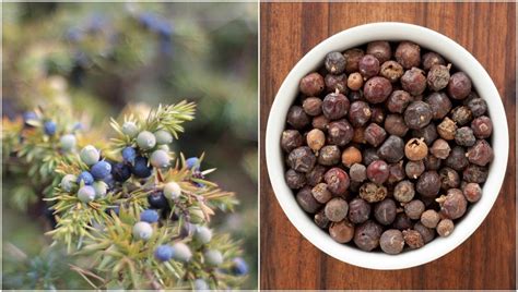 11 Reasons You Should Go Out Foraging For Juniper Berries