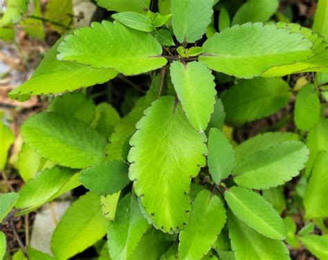 Leaf Of Life Bryophyllum Pinnatum Kalanchoe Pinnata Plant Leaves By Oz