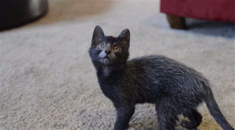 10 Things You Didn't Know About Lykoi Cats