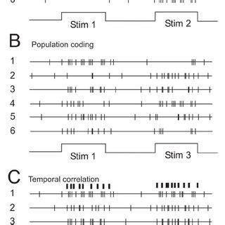 Schematic Representation Of Three Models Of Neural Correlates Of