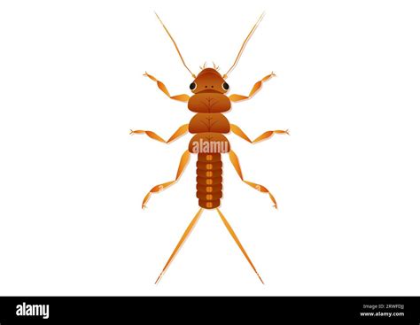 Stonefly Nymph Stock Vector Images Alamy