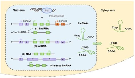 Cells Free Full Text Long Non Coding Rnas Of Plants In Response To