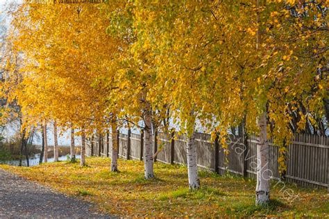 Kuva Koivukuja Koivu Koivut Betula Runko Rungot Koivurivist Aita