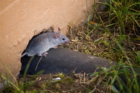 Rodent Proofing Your Home Ketch Um Pest Control