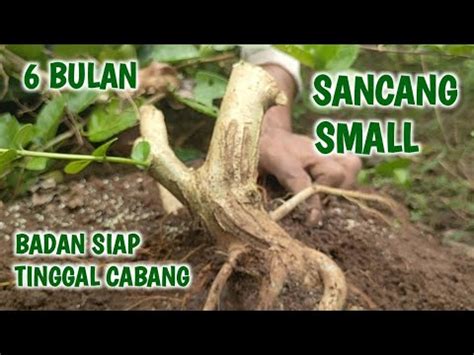 Pemilihan Cabang Bahan Bonsai Sancang Small Di Ground Youtube