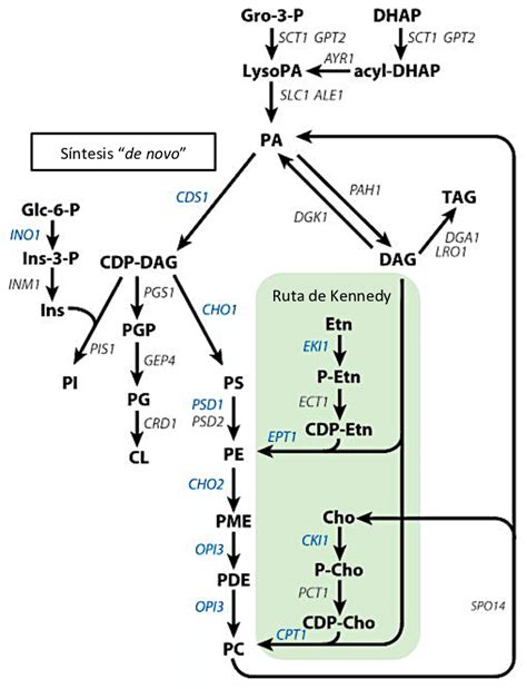 Rutas De S Ntesis De Fosfol Pidos En S Cerevisiae Abreviaturas