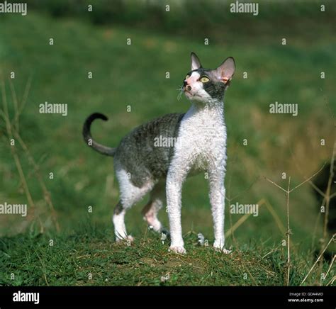 Cornish Rex Domestic Cat Stock Photo Alamy