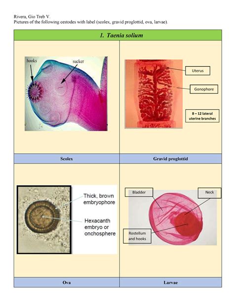 Taenia Saginata Proglottids