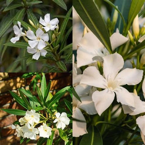 Seeds for Planting, Nerium Oleander Alba Seeds, Oleander, White ...