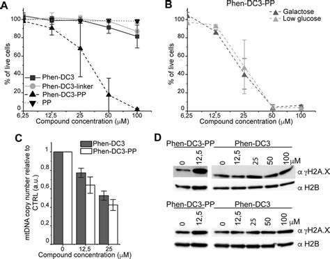 Addition Of The Penetrating Peptide Cause Dna Damage In Hela Cells