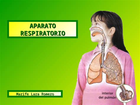 PPT Aparato Respiratorio 52270 14860 Ppt DOKUMEN TIPS