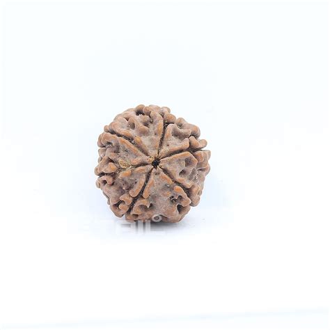 Natural Round Shape Mukhi Rudraksha Grams From Nepal I G L Lab