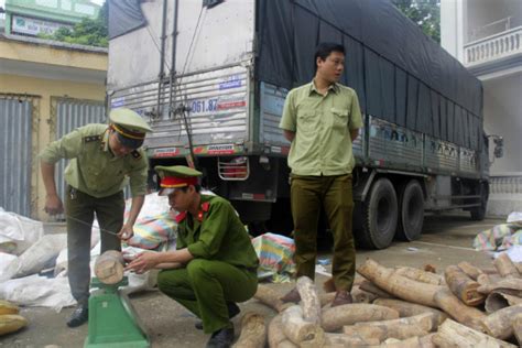 Bangkok Post Vietnam Seizes Ivory Smuggled From South Africa