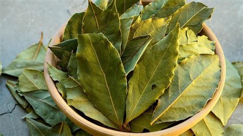 Hoja De Laurel C Mo Colocar Una Hoja De Laurel En Tu Hogar Para Tener