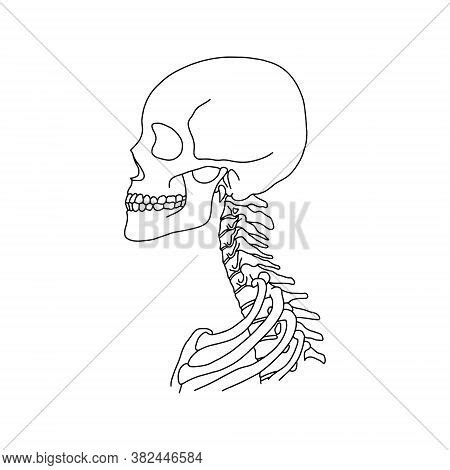 Skull And Spine Drawing