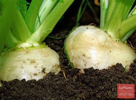 Репа (Brassica rapa) — описание, выращивание, фото | на LePlants.ru