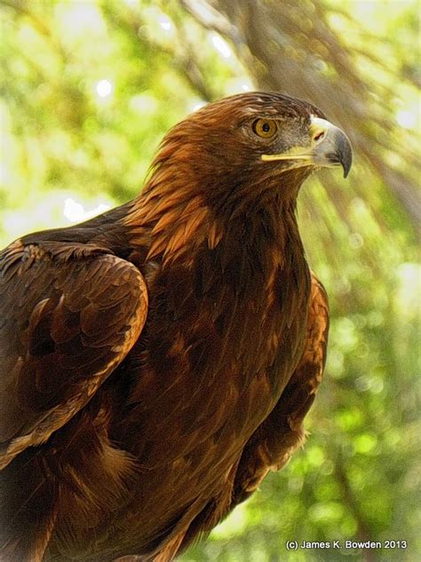 Golden Eagle Photographed By James K Bowden In San Diego Co