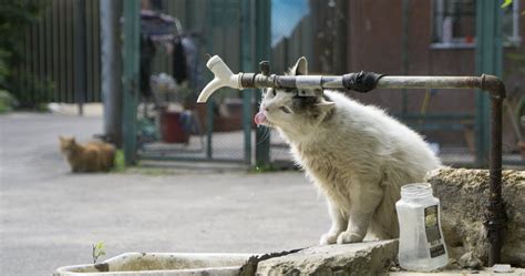 Straßenkatzen in Deutschland Deutscher Tierschutzbund e V