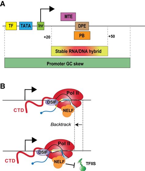 Does Rna Polymerase Bind To Promoter