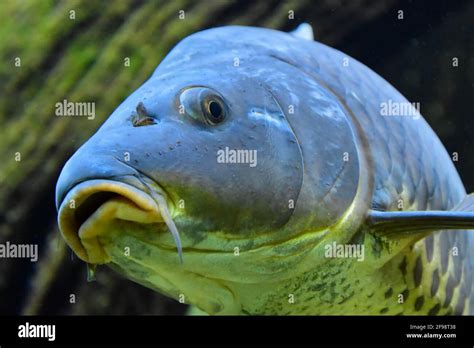 Shot Of A Blue Yellow Fish With Sharp Teeth On The Deep Sea Stock Photo