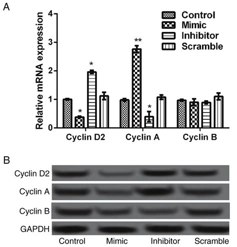 Expression Of Mir 376a Expression On Cell Cycle Associated Mrnaprotein