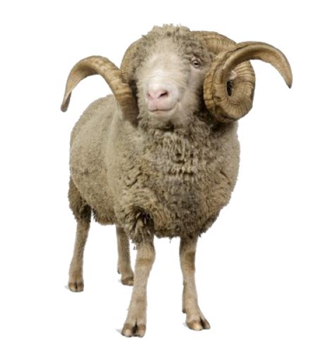 Sheep PNG Transparent Images | PNG All