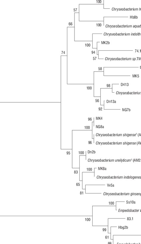 Neighbour Joining Phylogenetic Tree Showing Relationships Of The 18 Download Scientific Diagram