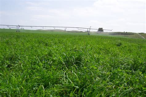 Pasture, Native and Conservation Grass - Arrow Seed