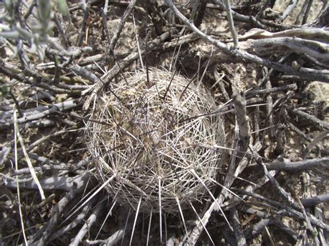 Coryphantha Delaetiana In April 2019 By Aaron Balam INaturalist