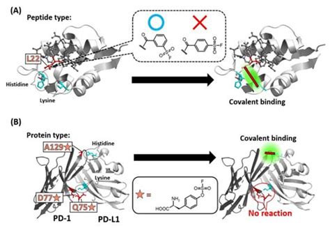 Biomolecular Targeted Covalent Inhibitors Encyclopedia MDPI