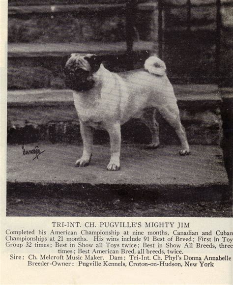 K-9 Solutions Dog Training, Inc.: As promised, pug history in photos ...