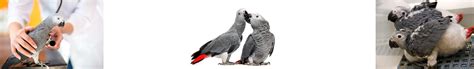 African Grey Parrot Breeding Tips | Birds | AnimalsSale